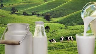 Sữa New Zealand - Những điều đặc biệt tạo nên sự khác biệt