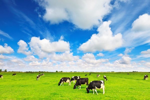 Tại Sao Nên Chọn Sữa Cho Trẻ Em Đến Từ New Zealand