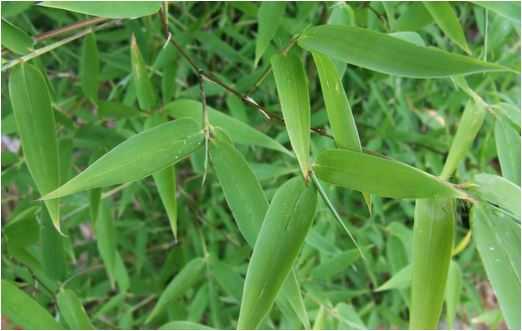 sữa tốt cho trẻ sơ sinh