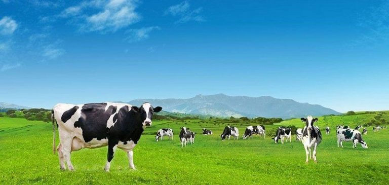 Sữa Nhập Khẩu Từ New Zealand Tại Sao Là Lựa Chọn Hàng Đầu